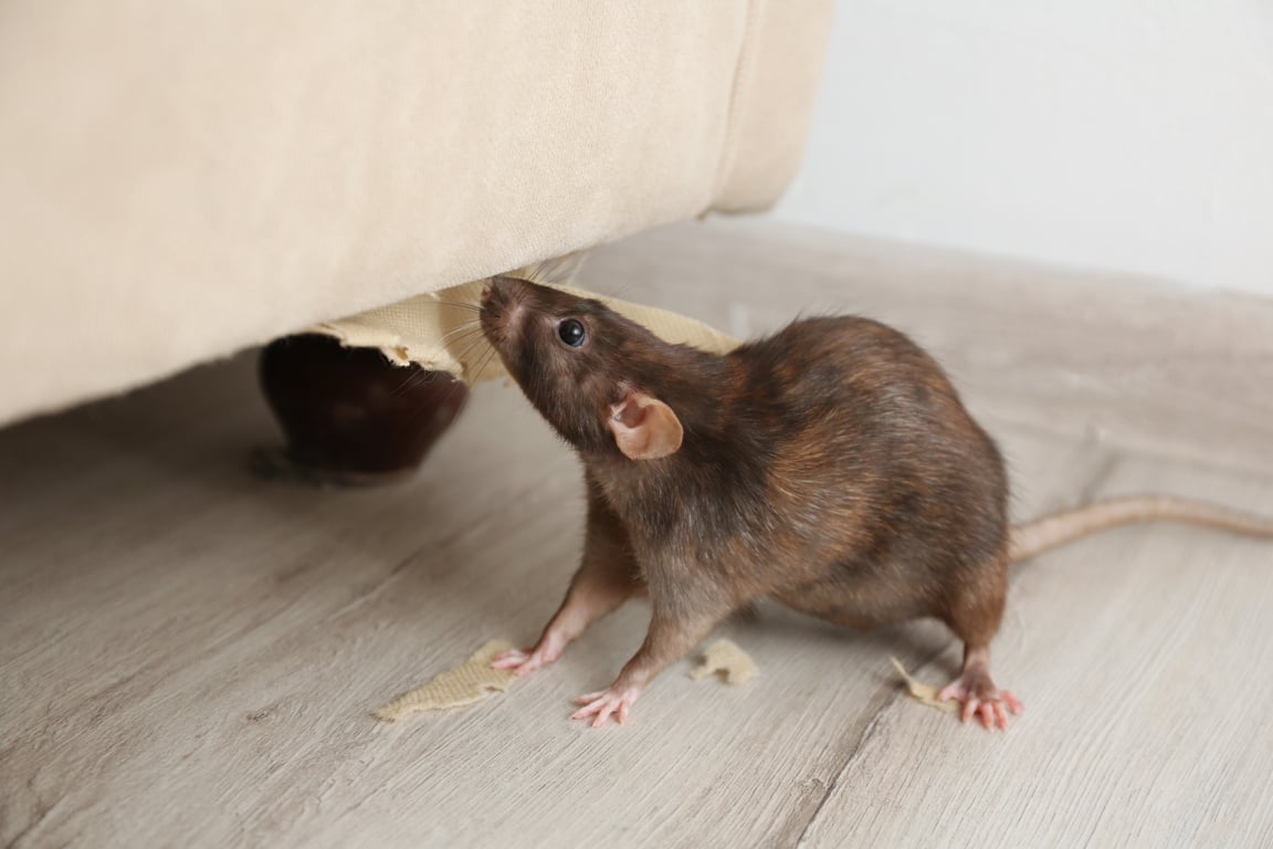 Rat near Damaged Furniture Indoors. Pest Control